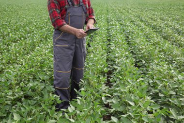 Çiftçi veya tablet kullanarak alanı yeşil soya tesisi inceleyerek ziraat mühendisi