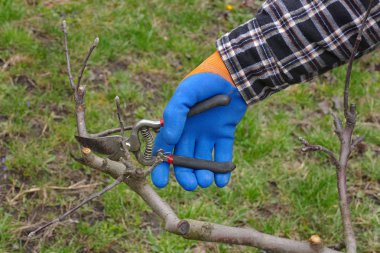 Budama ağacın meyve bahçesi, closeup el ve araç