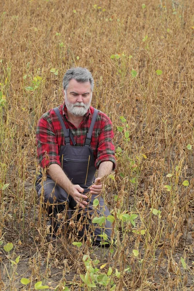 Agricultor Agrônomo Examinando Planta Soja Campo Pronta Para Colheita Após — Fotografia de Stock