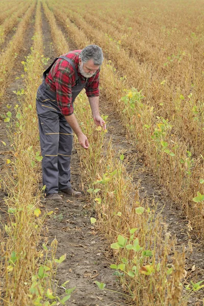 Agricoltore Agronomo Che Esamina Piante Soia Campo Pronte Raccolto Dopo — Foto Stock