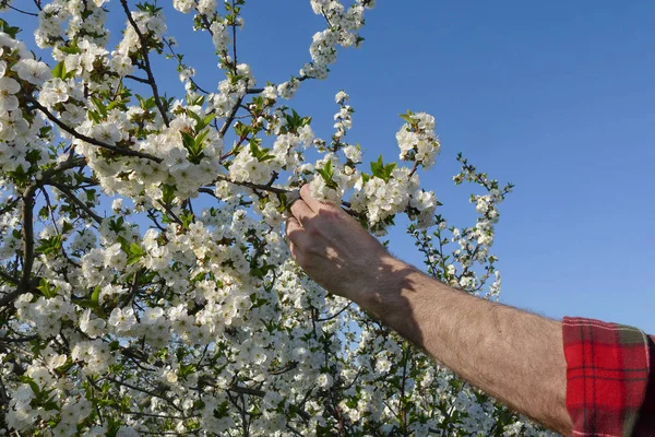 Mão Agrônomo Agricultor Examinar Cerejeira Florescente Pomar — Fotografia de Stock