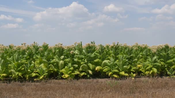 Blossoming Plantas Tabaco Campo Com Céu Nuvens Final Verão Imagens — Vídeo de Stock