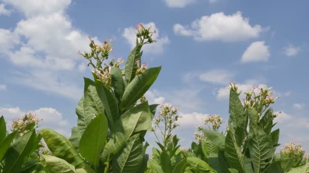 Blühende Tabakpflanzen Feld Mit Himmel Und Wolken Spätsommer Filmmaterial — Stockvideo