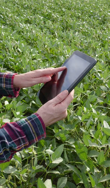 Female Farmer Agronomist Examining Green Soybean Plant Field Using Tablet — Stock Photo, Image