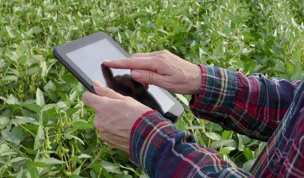 Kadın Çiftçi Veya Tablet Kullanarak Alanı Yeşil Soya Tesisi Inceleyerek — Stok fotoğraf