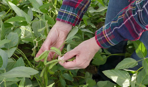 Agricultora Agrónoma Examinando Cultivos Soja Verde Plantas Campo —  Fotos de Stock