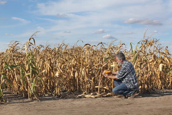 Фермер Агроном Изучает Кукурузу Поле После Засухи Время Сбора Урожая — стоковое фото