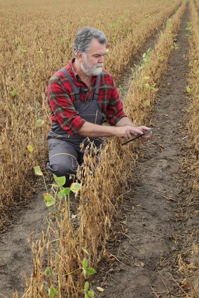 Agricultor Agrônomo Examinando Planta Soja Campo Usando Tablet Pronto Para — Fotografia de Stock