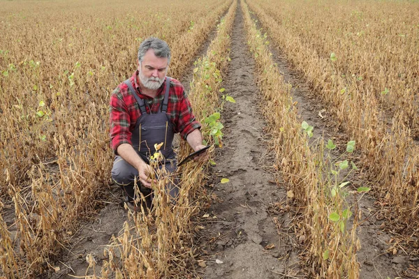 农民或农艺师在田间用片剂检测大豆植株 干旱后准备收割 — 图库照片