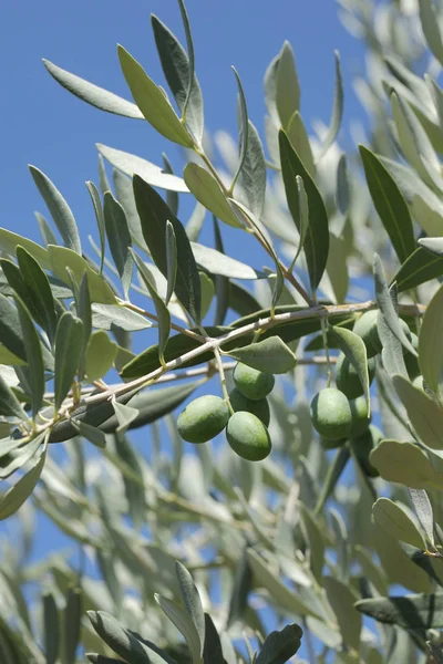 Zblízka Oliv Větev Stromu Země Středomoří — Stock fotografie