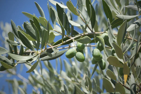Avvicinamento Delle Olive Rami Degli Alberi Paesi Mediterranei — Foto Stock