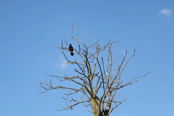 One Black Crow Old Dry Tree Blue Sky — Stock Photo, Image