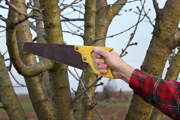果园修剪树 手特写和手锯工具 — 图库照片