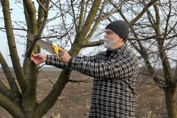 Poda Árvore Pomar Damasco Agricultor Usando Ferramenta Serra Manual — Fotografia de Stock