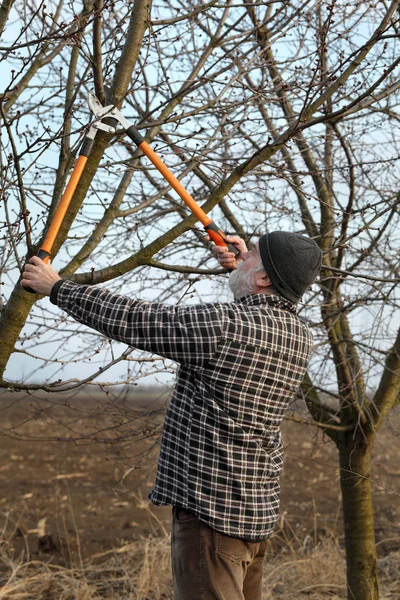 Adult Farmer Pruning Apricot Tree Orchard Using Loppers — Stock Photo, Image