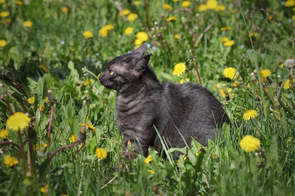 Młody Czarny Kot Rasa Mix Krajowych Meadow Gotowy Ataku — Zdjęcie stockowe