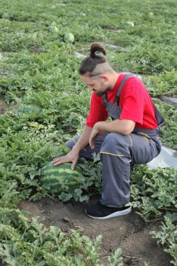 Genç çiftçi karpuz meyve ve bitki alanında incelenmesi
