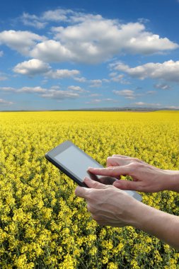 Ziraat Mühendisi veya çiftçi incelemek çiçek açması kanola alan, tablet kullanma