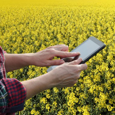 Ziraat Mühendisi veya çiftçi incelemek çiçek açması kanola alan, tablet kullanma