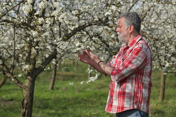 Agronomista Agricultor Examinar Árvores Ameixa Florescendo Pomar — Fotografia de Stock