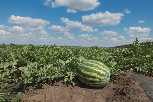 Biologische Watermeloen Fruitgewassen Veld Met Mooie Hemel Vroege Zomer — Stockfoto