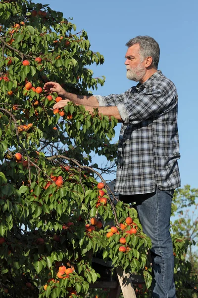 Jordbrukare Eller Agronomer Undersöker Och Plockar Aprikofrukt Från Träd Fruktträdgården — Stockfoto