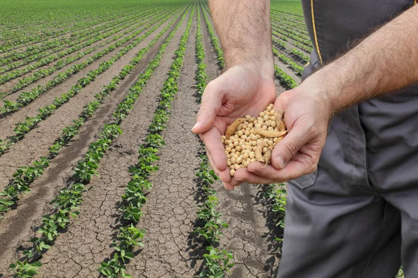 緑のフィールドで大豆の持株一握りの農家や農業 — ストック写真