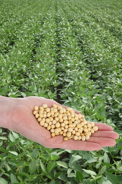 农民手捧少数大豆作物以绿色田野为背景 — 图库照片