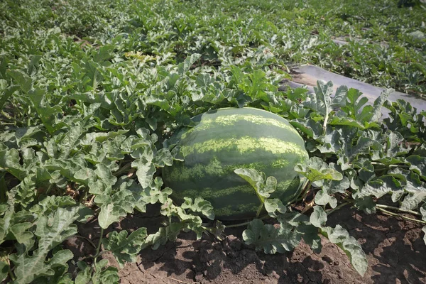 Wassermelonen Fruchtpflanze Auf Dem Feld Bereit Für Die Ernte Frühsommer — Stockfoto