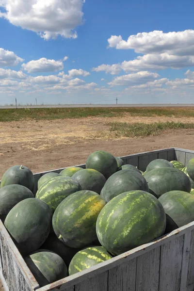 Haufen Wassermelonen Traktoranhänger Bauernmarkt — Stockfoto