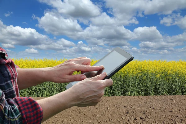 Agronomist Farmer Examine Blossoming Canola Field Using Tablet — Stock Photo, Image