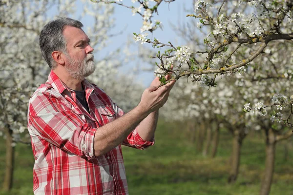 Agronomiste Agriculteur Examinant Des Pruniers Fleurs Dans Verger — Photo