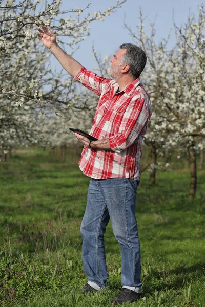 Agronomist Farmer Examine Blooming Plum Trees Orchard Using Tablet — Stock Photo, Image