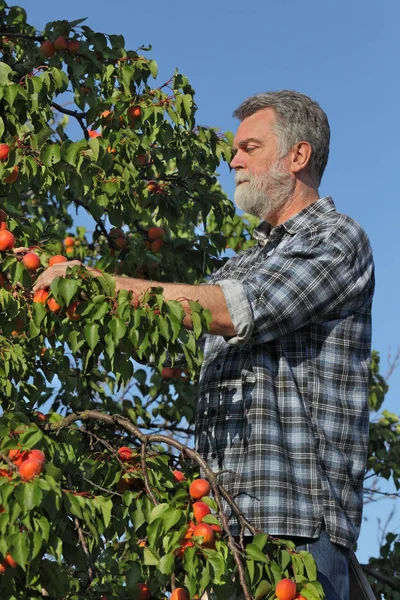 Agricultor Agrônomo Examinando Colhendo Frutos Damasco Árvore Pomar — Fotografia de Stock