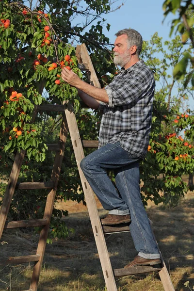 Jordbrukare Eller Agronomer Undersöker Och Plockar Aprikofrukt Från Träd Fruktträdgården — Stockfoto