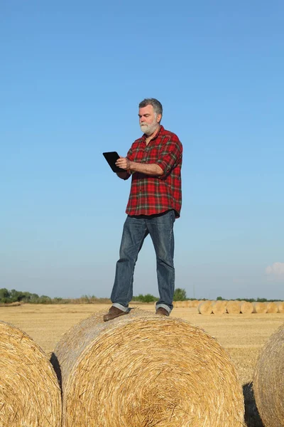 Landwirt Oder Agronom Weizenfeld Nach Der Ernte Bei Der Untersuchung — Stockfoto