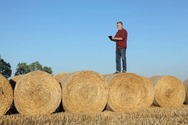 Agricultor Agrónomo Campo Trigo Después Cosecha Examinando Paca Paja Enrollada — Foto de Stock