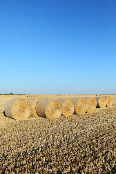 Pšeničné Pole Sklizni Balík Válcované Slámy Jasnou Oblohou — Stock fotografie