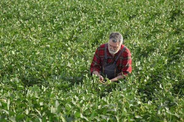 Agricultor Agrônomo Examinando Planta Soja Verde Campo — Fotografia de Stock