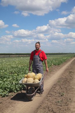 Karpuz, kavun ve karpuz alanında el arabası yığını taşıma çiftçi