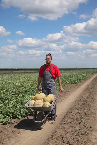 Agricoltore Che Trasporta Cumulo Melone Carriola Nel Campo Melone Anguria — Foto Stock