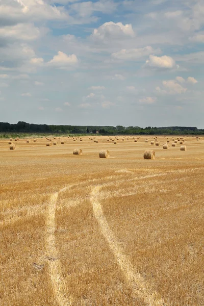 Campo Trigo Após Colheita Com Vestígios Trator Fardo Palha Laminada — Fotografia de Stock