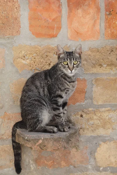 Mix Breed Cat Sitting Looking Camera Front Brick Wall — Stock Photo, Image