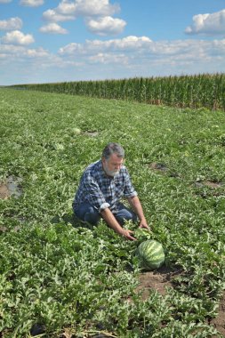 Çiftçi veya İnceleme karpuz meyve ve bitki alanında bilimsel tarım uzmanı