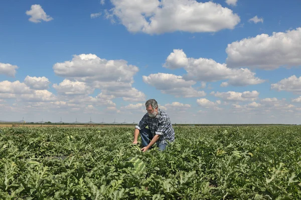 Rolnik Lub Agronom Badając Owoc Arbuz Roślin Dziedzinie — Zdjęcie stockowe