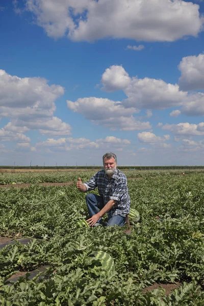Agricoltore Agronomo Nel Campo Anguria Gesticolando Con Pollice — Foto Stock