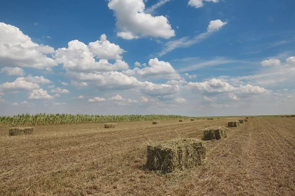 Imballato Balla Fieno Campo Inizio Estate — Foto Stock