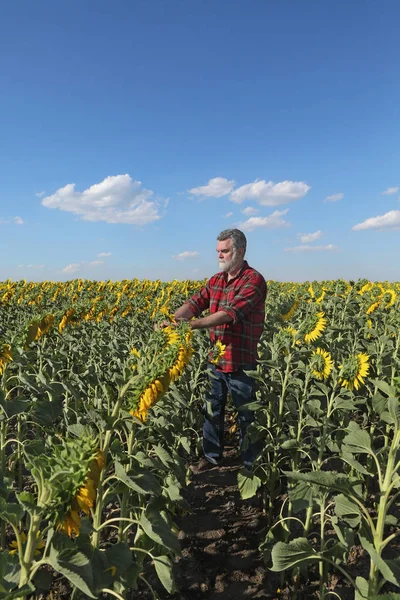 Farmer Agronomist Examining Sunflower Plant Field — Stock Photo, Image