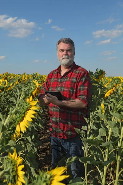 Zemědělec Nebo Agronom Zkoumání Slunečnice Závod Poli Pomocí Tabletu — Stock fotografie