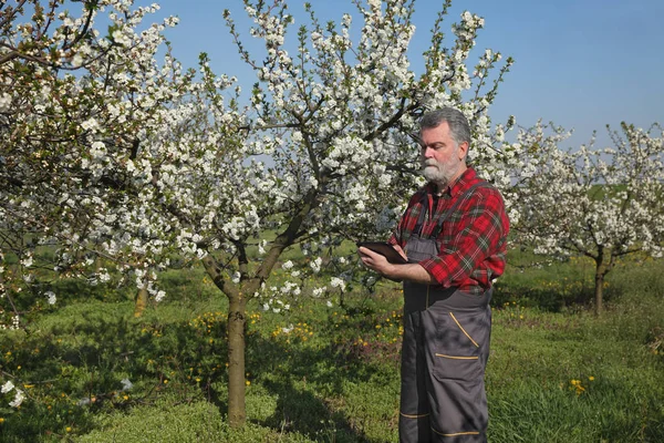 Agronomista Agricultor Examinam Cerejeiras Flor Pomar Usando Tablet — Fotografia de Stock